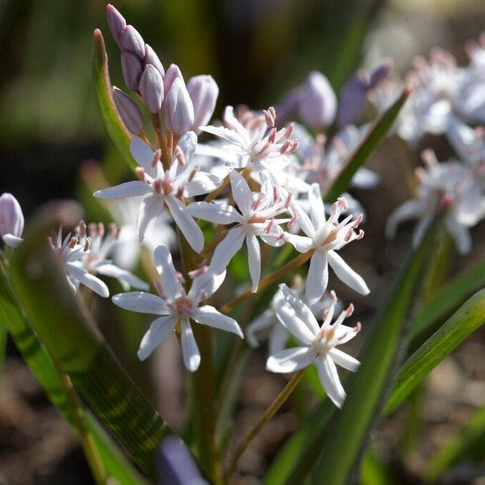 Aikainen sinitähti - Scilla bifolia &