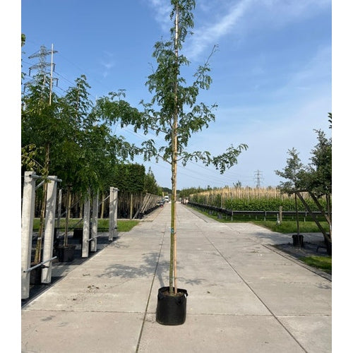 Korstörne - Gleditsia triacanthos &