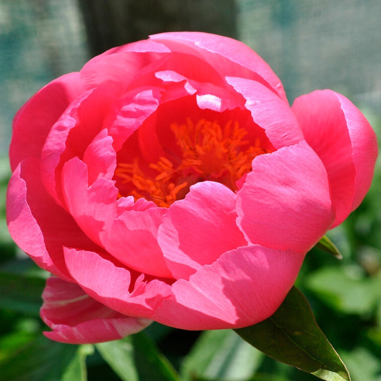 Pioni-Paeonia Cytherea 1-paketti