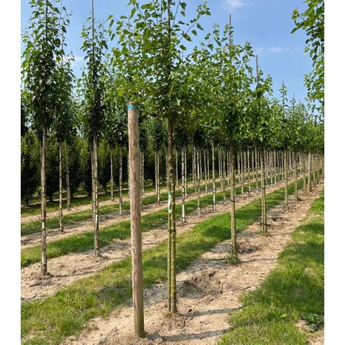 Valkoinen mulperi - Morus alba - Rungon ympärysmitta 18-20 cm, korkeus 4 +/- metriä, HS,