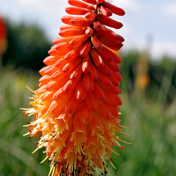 Fackellilja-Kniphofia Red Alcazar 1-pakkaus
