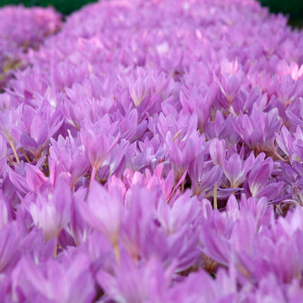 Tidlösa-Colchicum 'Giant' 1-pack