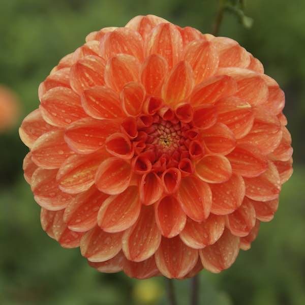 Dahlia Pallo Oranssi Sinfonia 1-pakkaus UUTUUS