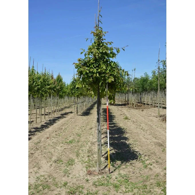 Papegojbuske - Parrotia persica - Rungon ympärysmitta 20-25 cm, korkeus 4-4,5 metriä, HS,