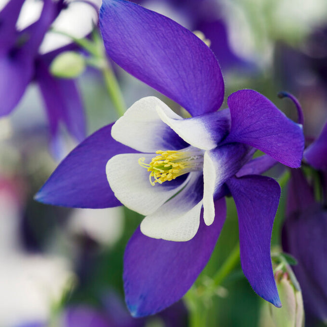 Akleja-Aquilegia 'Spring Magic Navy and White' 2-pack