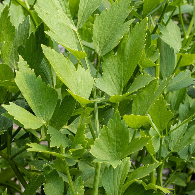 Libbsticka-Levisticum (Maggiplant) 1-pakkaus