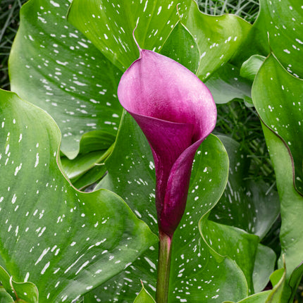 Zantedeschia Naomi 1-pack