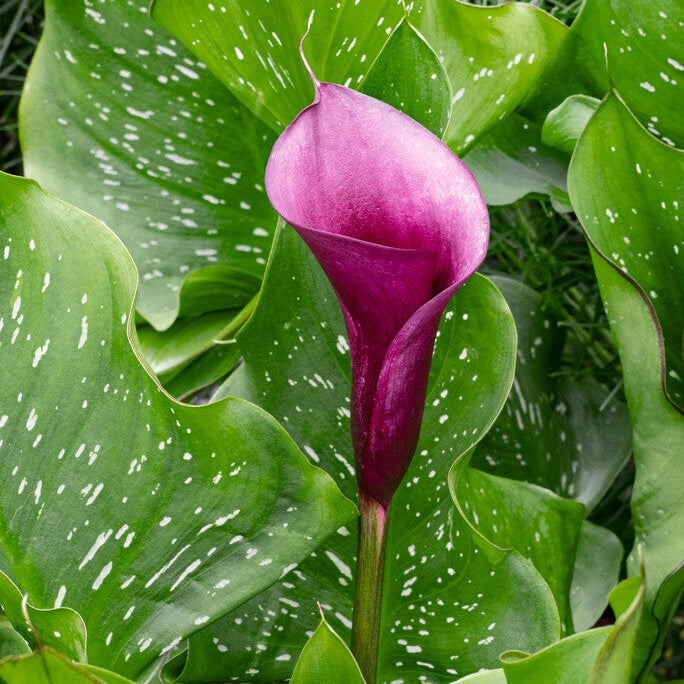 Zantedeschia Naomi 1-pakkaus