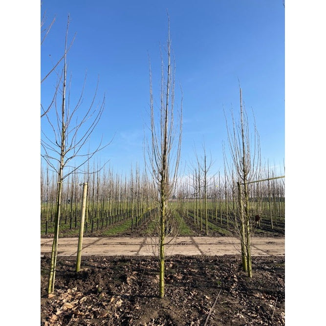 Mustapoppeli - Populus nigra &