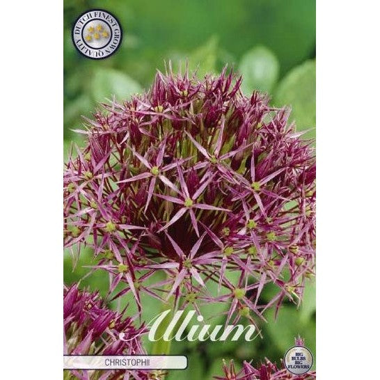 Allium &