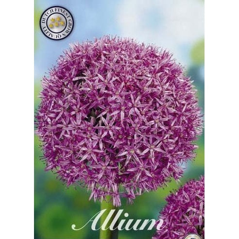 Allium &