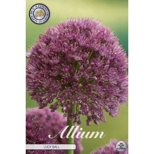 Allium &
