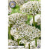 Allium &