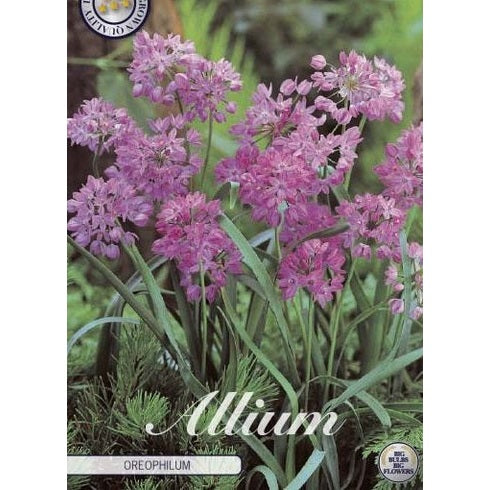 Allium &