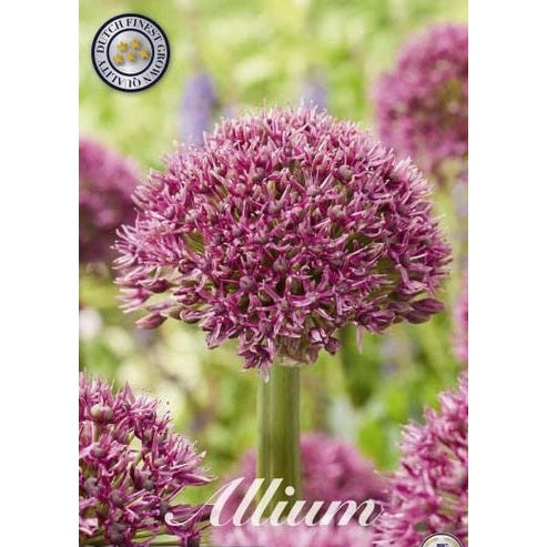 Allium &
