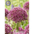 Allium &