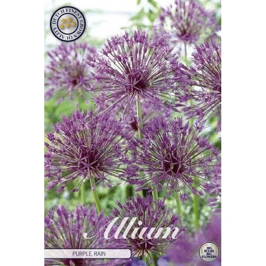 Allium &