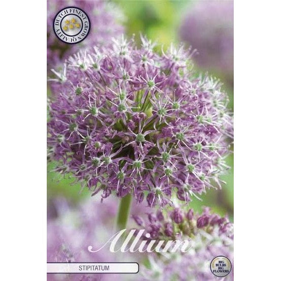 Allium &