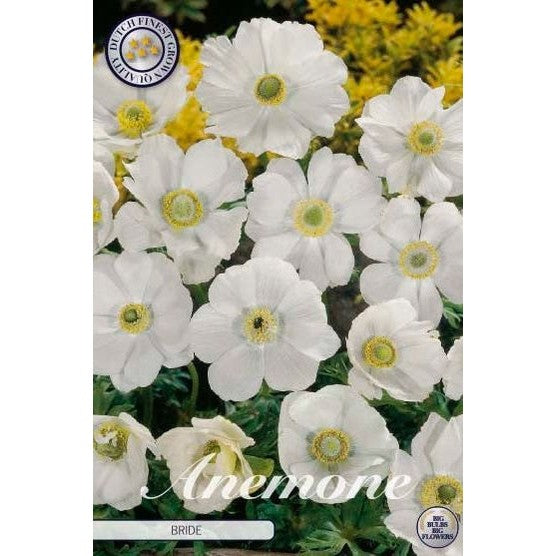 Bukettanemon-Anemone Coronaria &