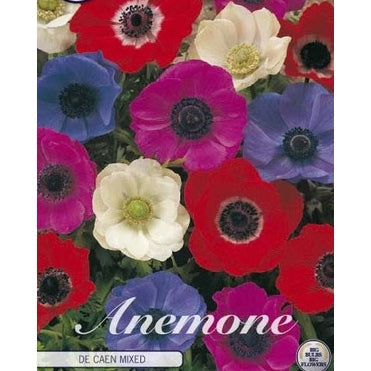 Bukettanemon-Anemone Coronaria &