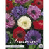 Bukettanemon-Anemone Coronaria &
