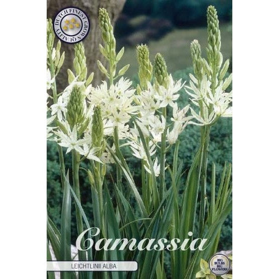 Stjärnhyacint-Camassia leichtlinii &