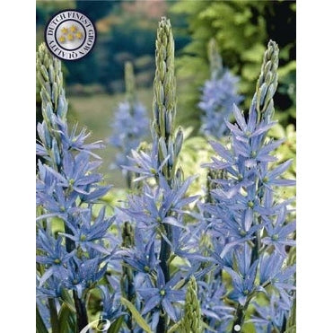 Stjärnhyacint-Camassia Blue 3-pack