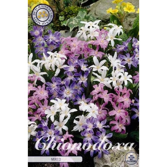 Vårstjärna Mixed 20-pack