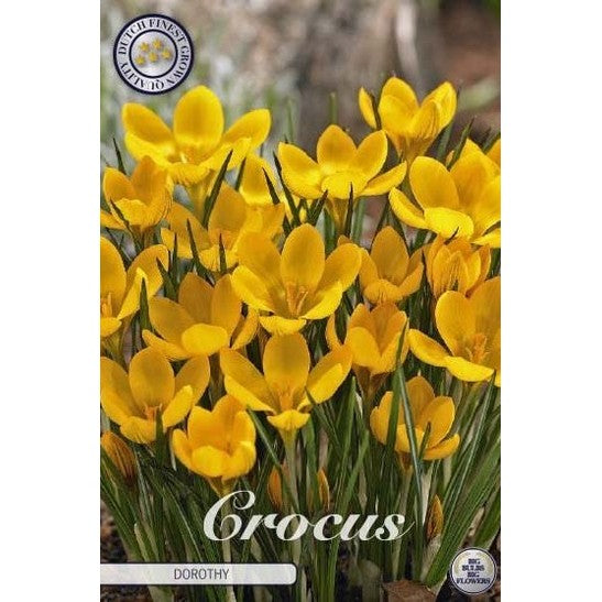 Bägarkrokus-Crocus Chrysanthus &