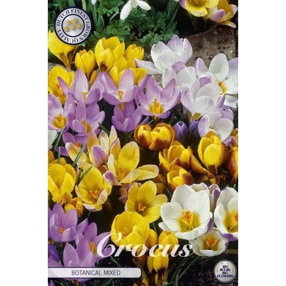 Krokus-Crocus Botanical &