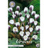 Bägarkrokus-Crocus Chrysanthus &