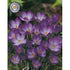 Snökrokus-Crocus Tommasinianus Ruby Giant 20-pack