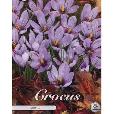 Krokus-Crocus botanical &