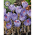 Krokus-Crocus botanical &