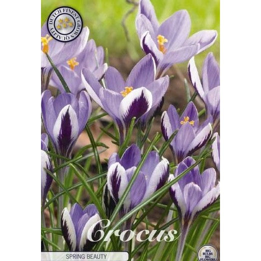 Bägarkrokus-Crocus Chrysanthus &