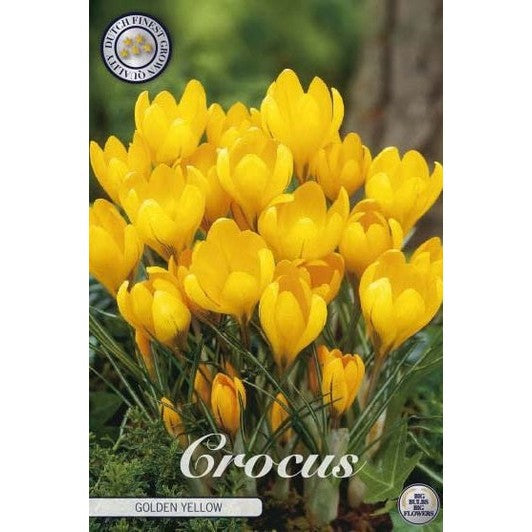 Gullkrokus-Crocus flavus &