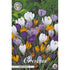 Vårkrokus-Crocus Vernus &