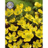 Vintergäck-Eranthis Hyemalis 10-pack