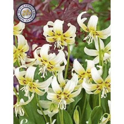 Hundtandslilja-Erythronium &