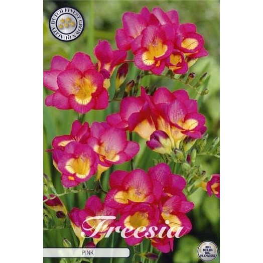 Freesia &
