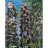 Klocklilja-Fritillaria persica &