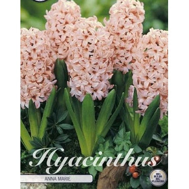 Hyacint Anna Marie 5-pack