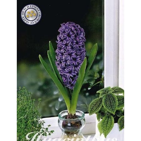 Hyacint Glas Hyacint &