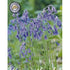 Engelsk klockhyacint-Hyacinthoides non scripta &