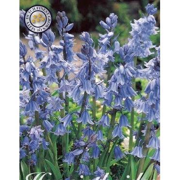Spansk klockhyacint-Hyacinthoides hispanica &