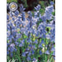 Spansk klockhyacint-Hyacinthoides hispanica &