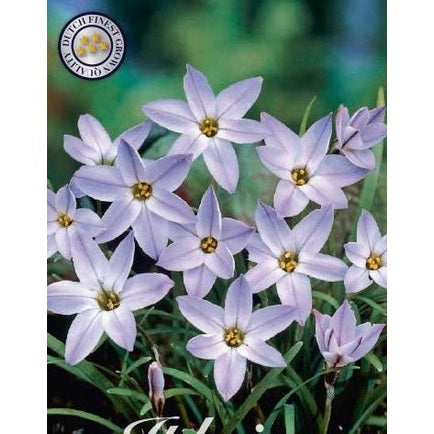 Vårlilja-Ipheion uniflorum &