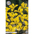Vintergäck iris-Iris Danfordiae 15-pack