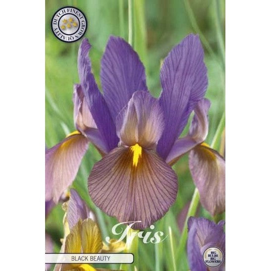 Holländsk iris-Iris hollandica &