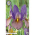 Holländsk iris-Iris hollandica &